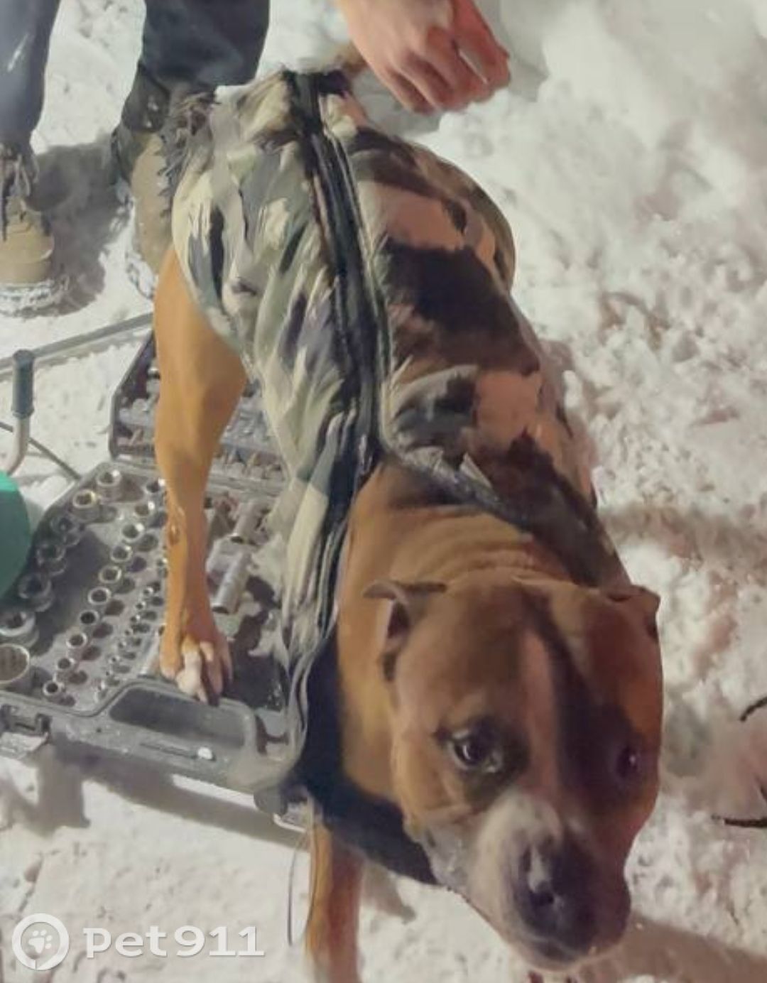 Найдена собака в Петрозаводске — фото объявления