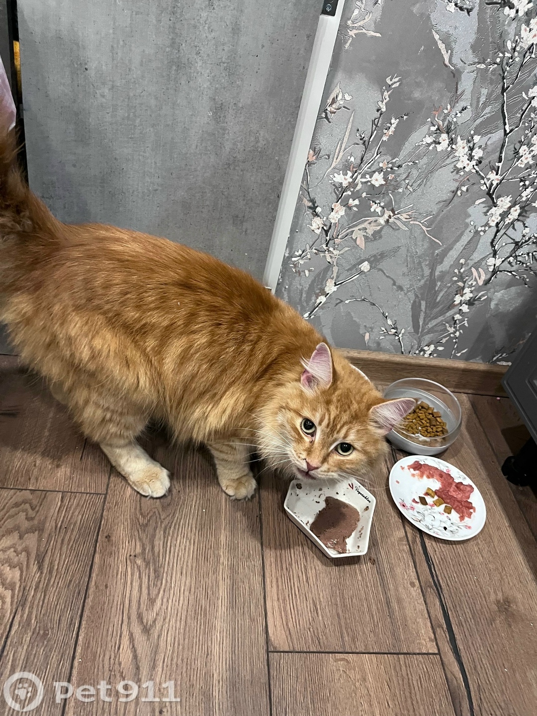 Найдена кошка в Петрозаводске — фото объявления