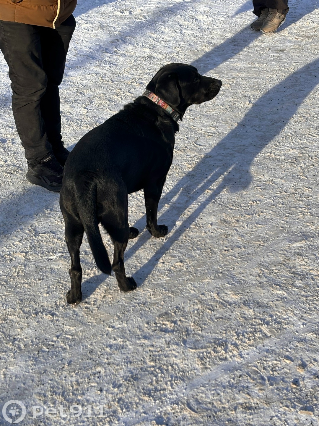 Найдена собака в Петрозаводске — фото объявления