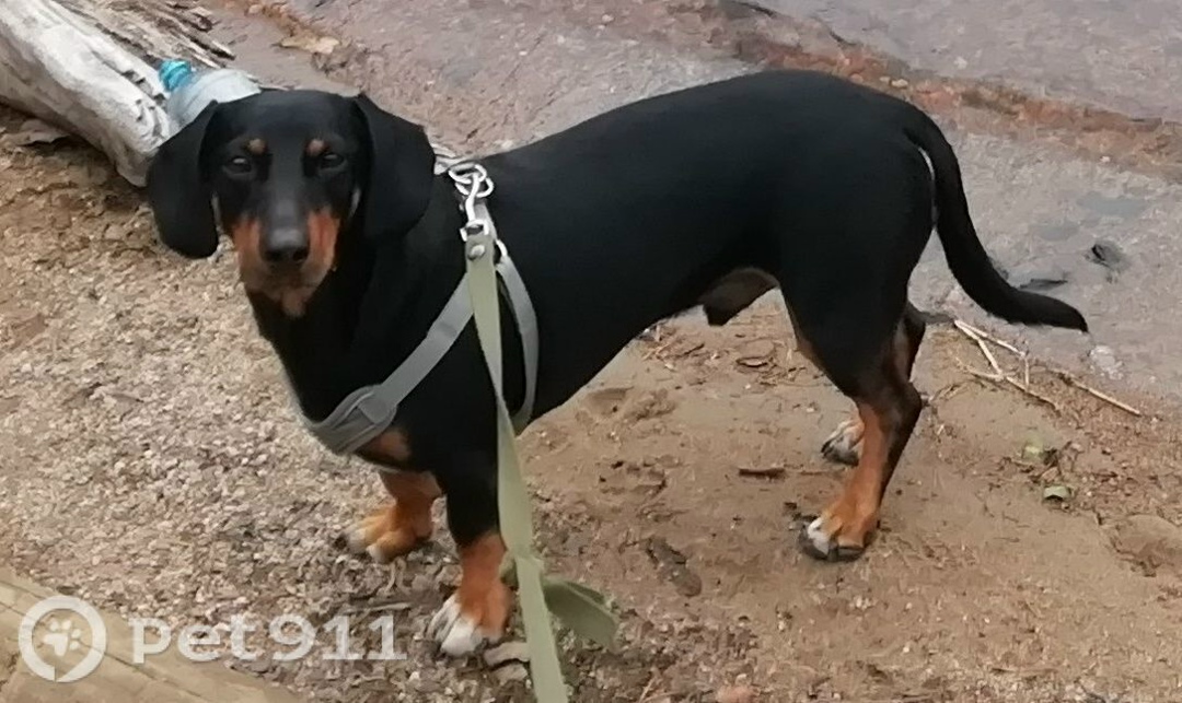 Пропала собака в Петрозаводске — фото объявления