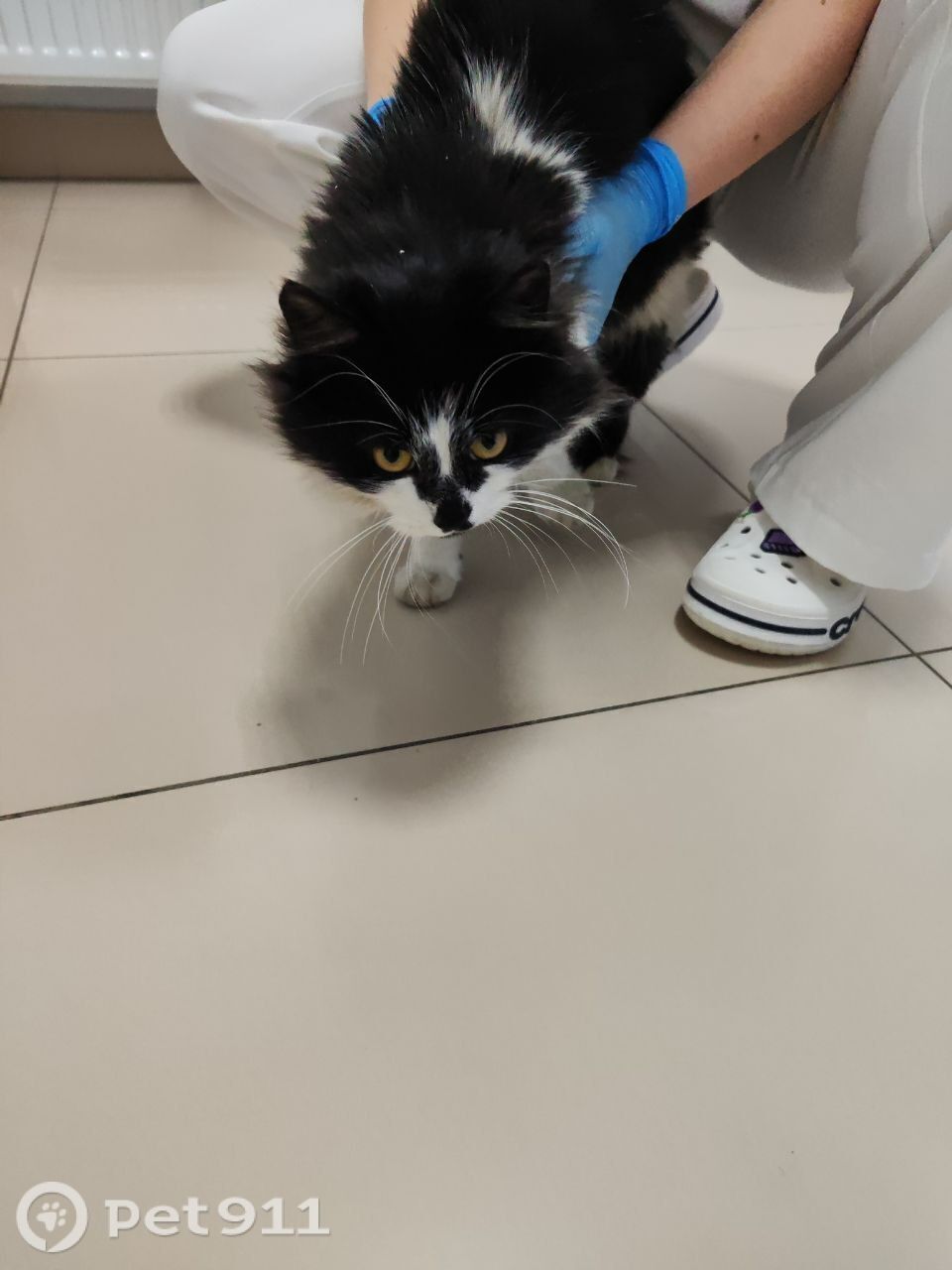 Найдена кошка в Петрозаводске — фото объявления