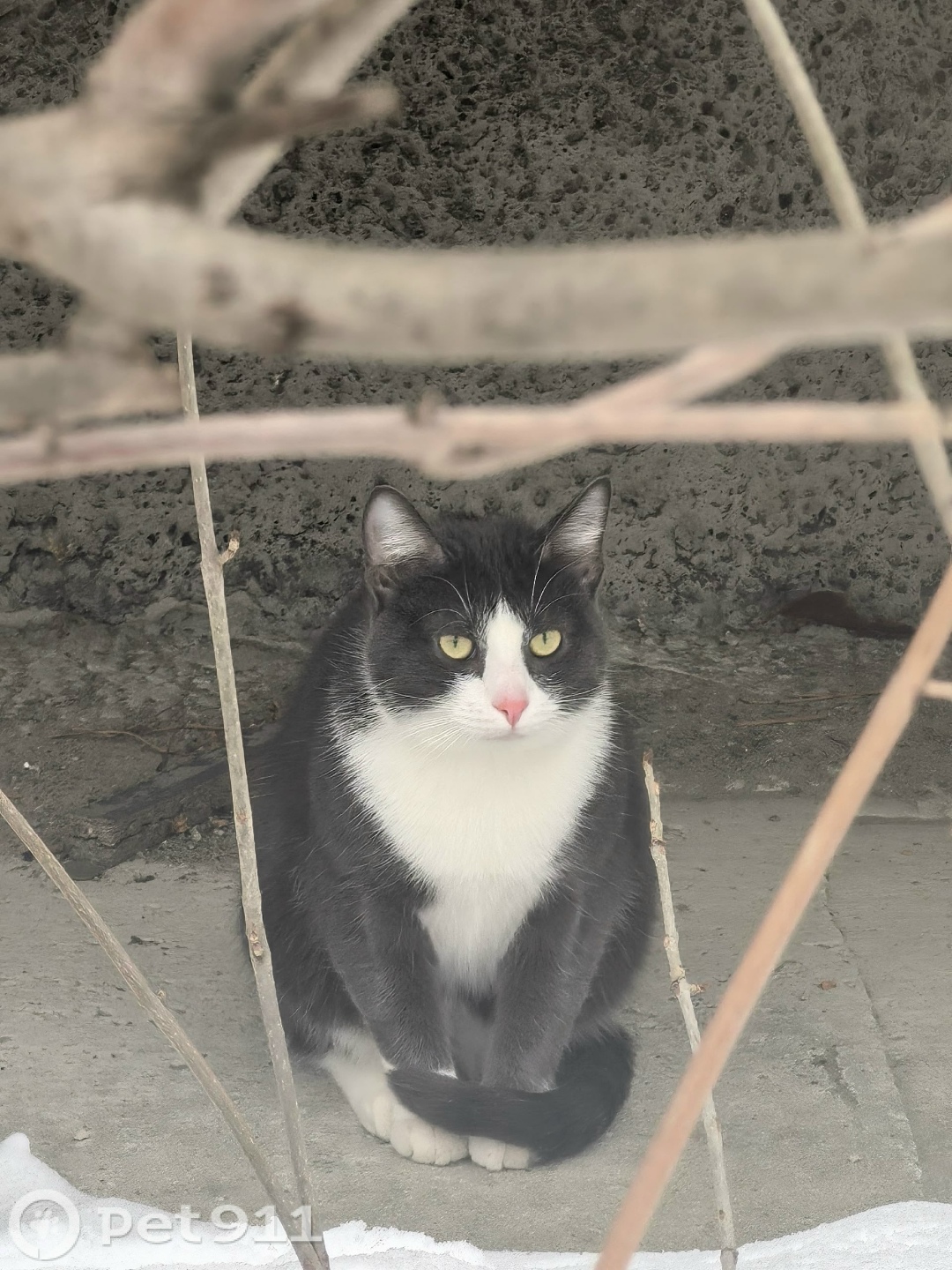 Найдена кошка в Петрозаводске — фото объявления