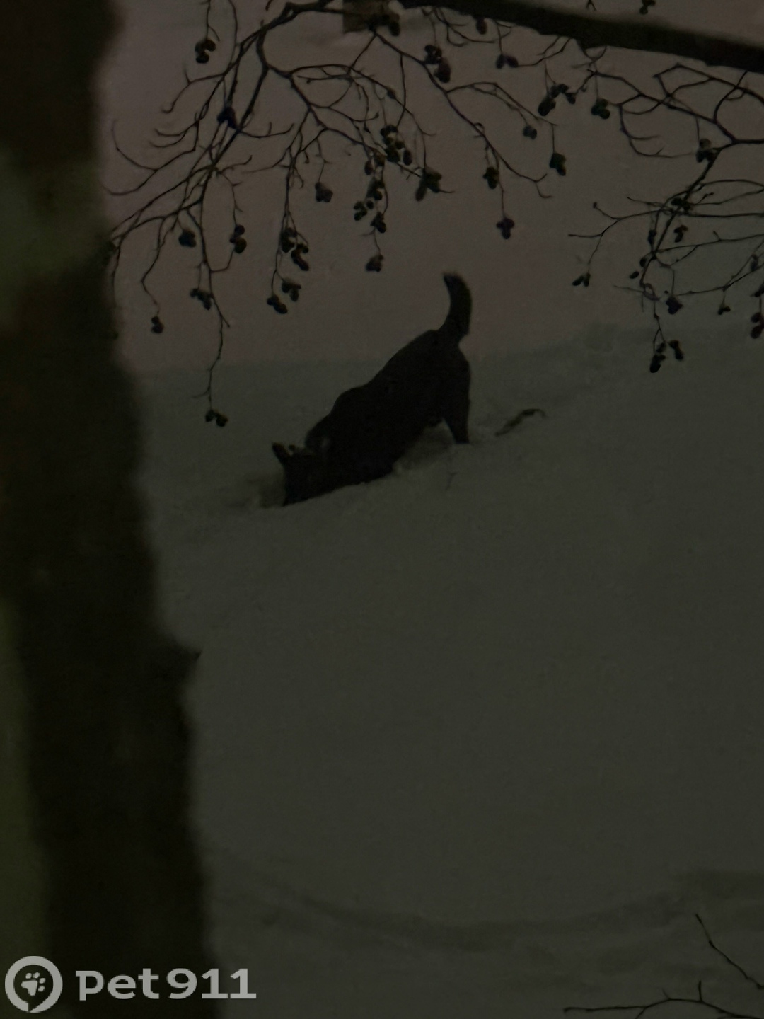 Найдена собака в Петрозаводске — фото объявления