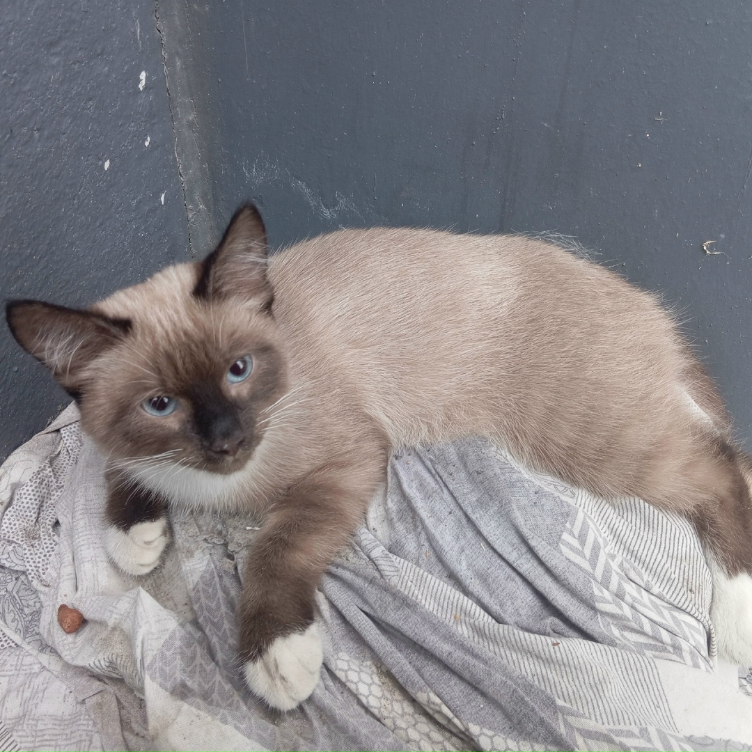 Найдена кошка в Петрозаводске — фото объявления