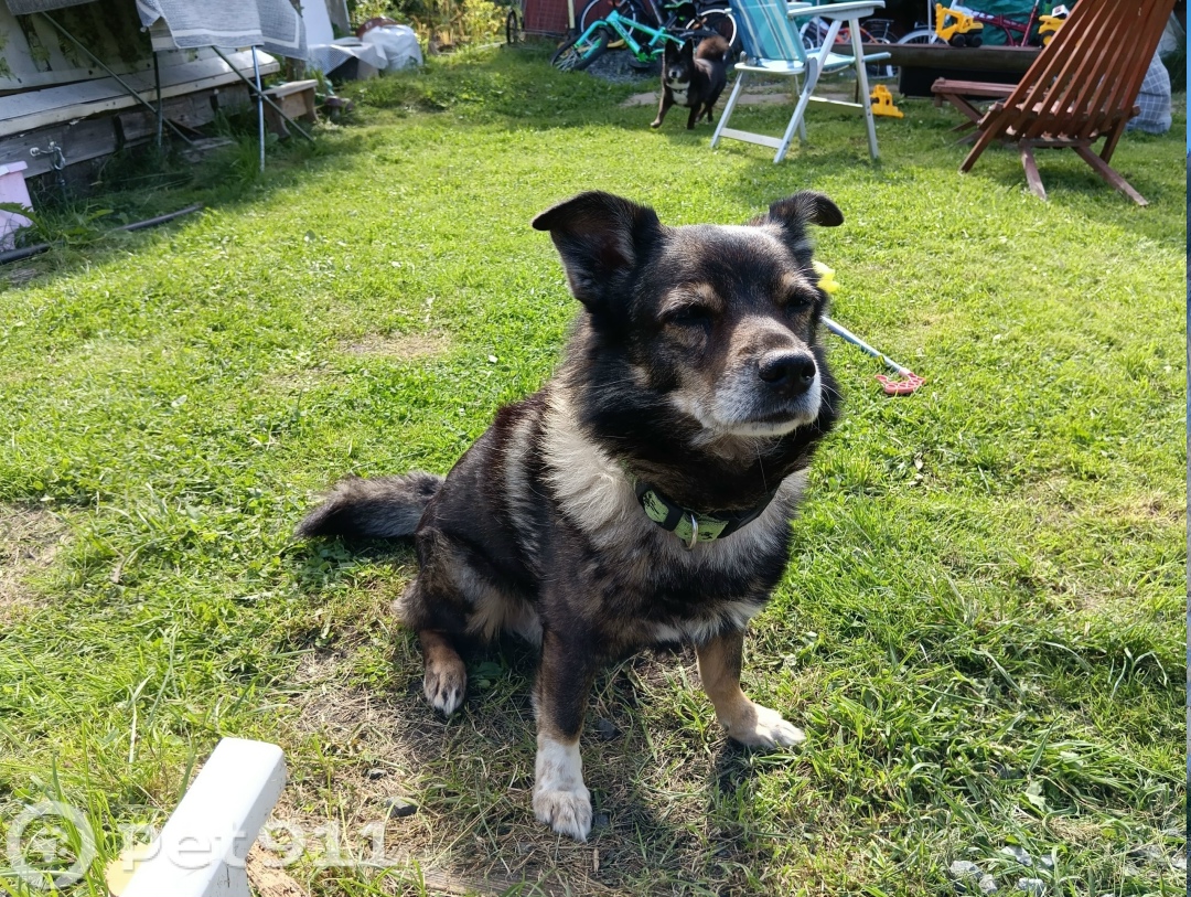 Пропала собака в Петрозаводске — фото объявления