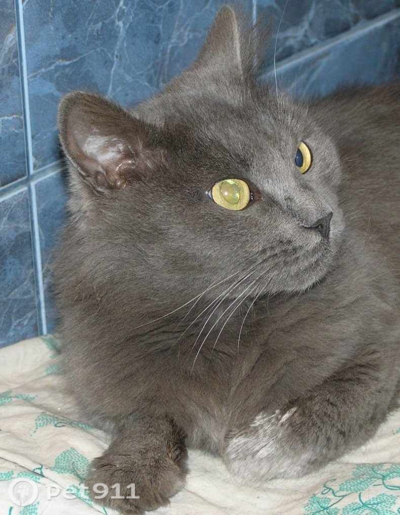 Пропала кошка в Петрозаводске — фото объявления