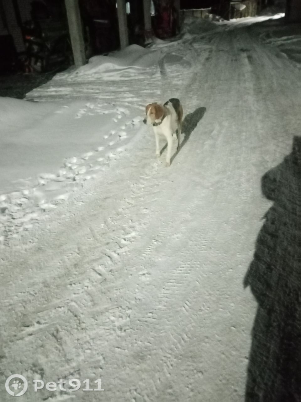 Найдена собака в Петрозаводске — фото объявления