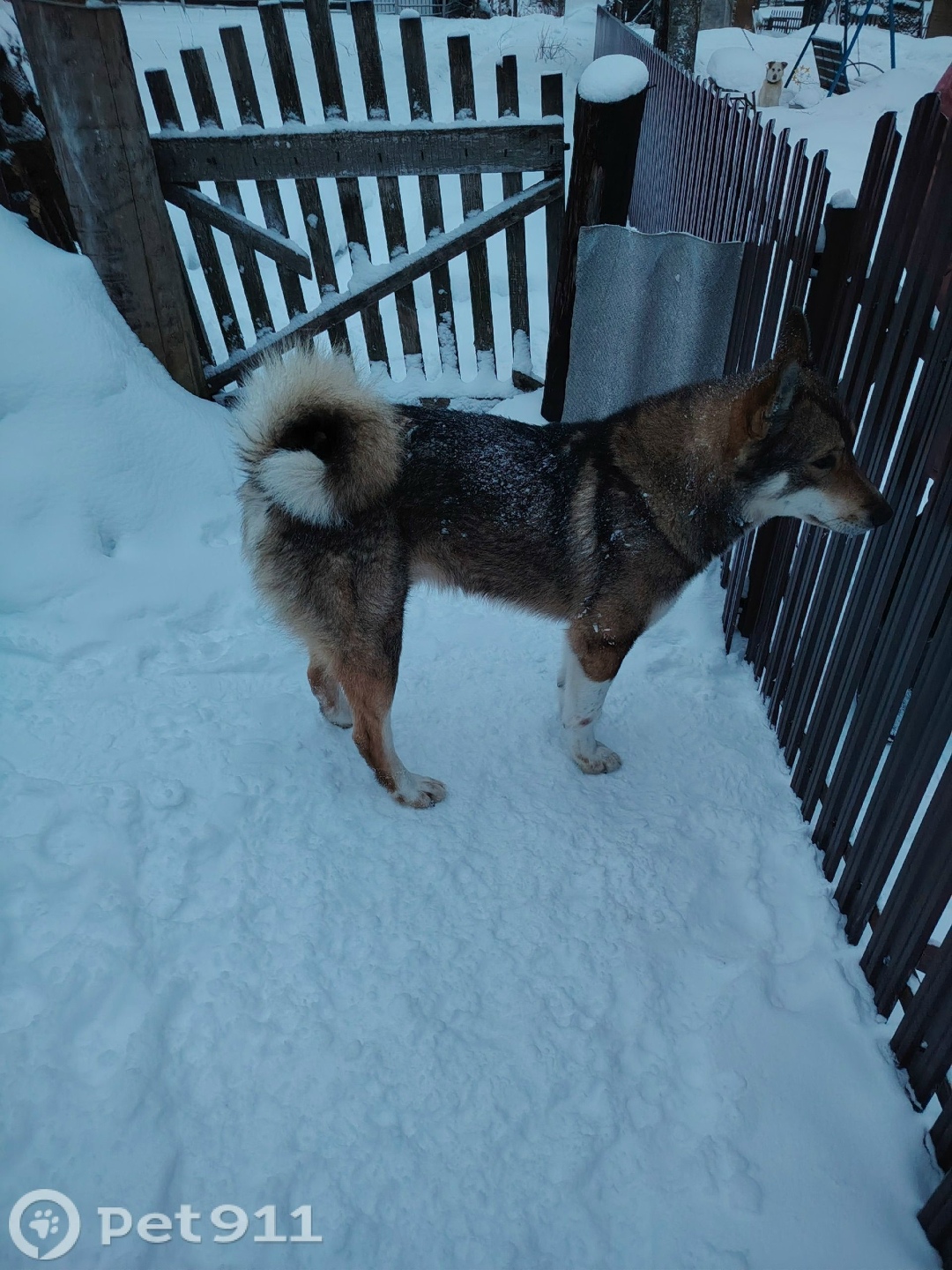 Найдена собака в Петрозаводске — фото объявления