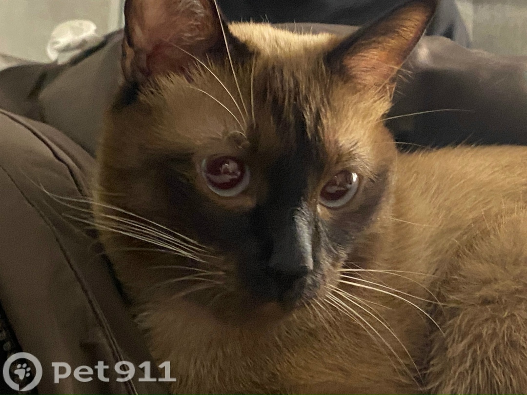 Пропала кошка в Петрозаводске — фото объявления