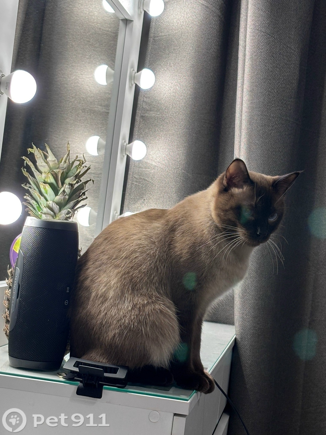 Пропала кошка в Петрозаводске — фото объявления