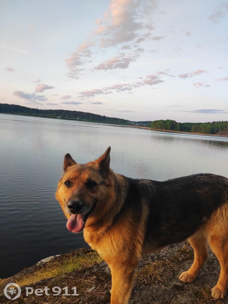 Пропала собака в Петрозаводске — фото объявления