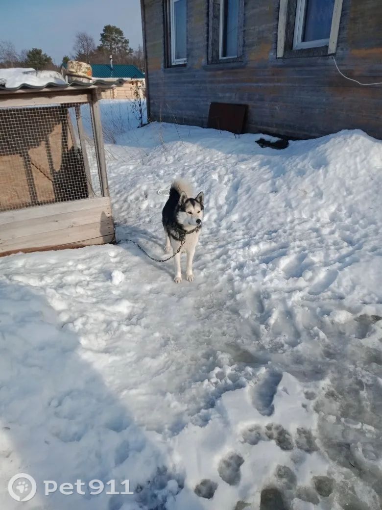 Найдена собака в Петрозаводске — фото объявления