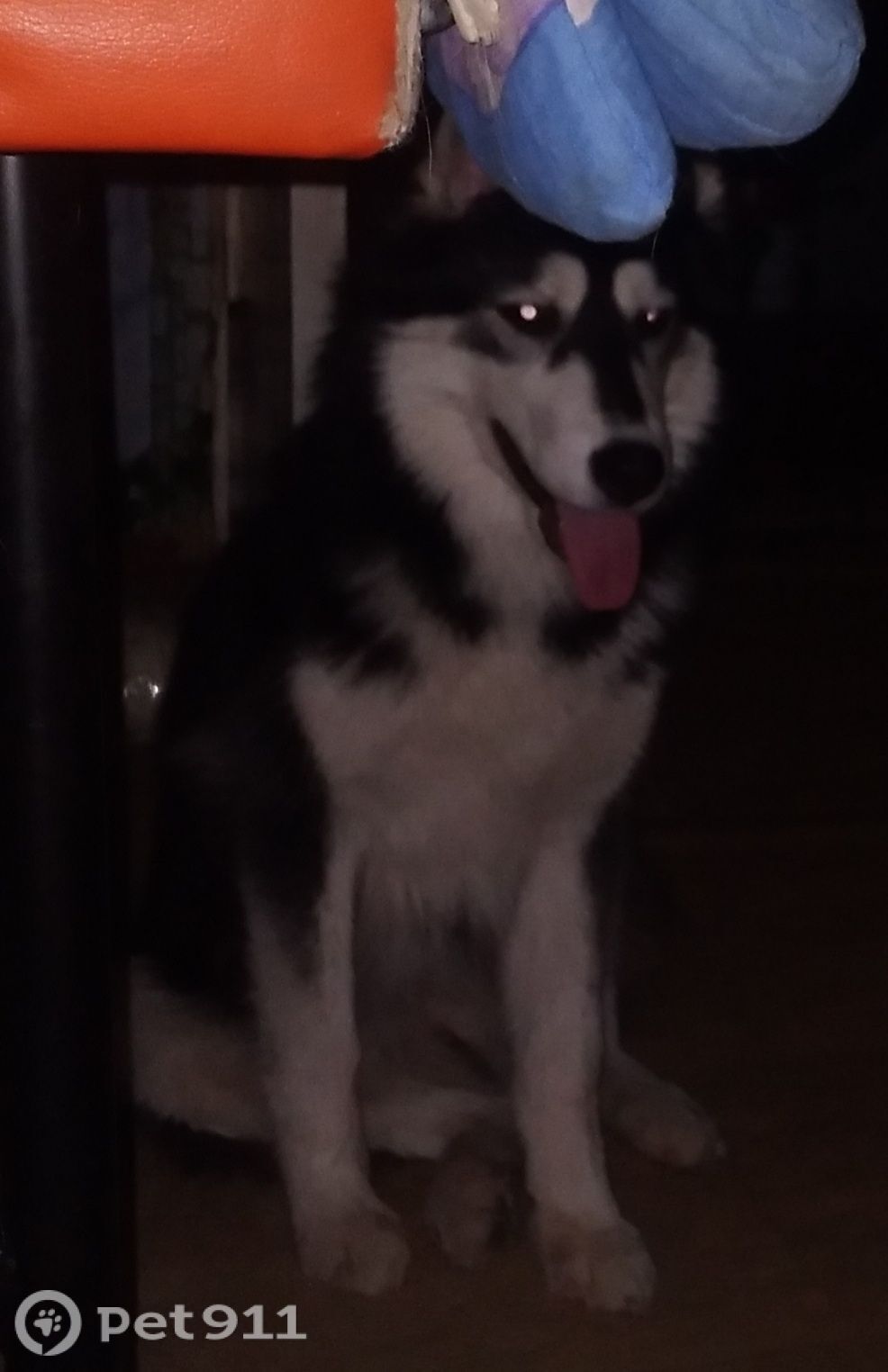 Пропала собака в Петрозаводске — фото объявления