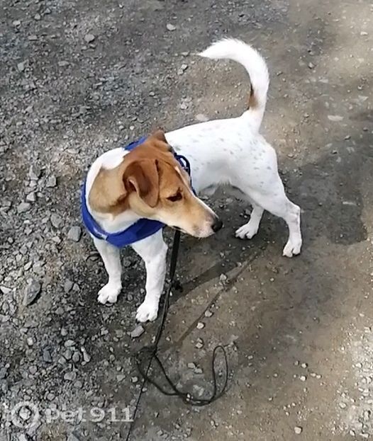 Пропала собака в Петрозаводске — фото объявления