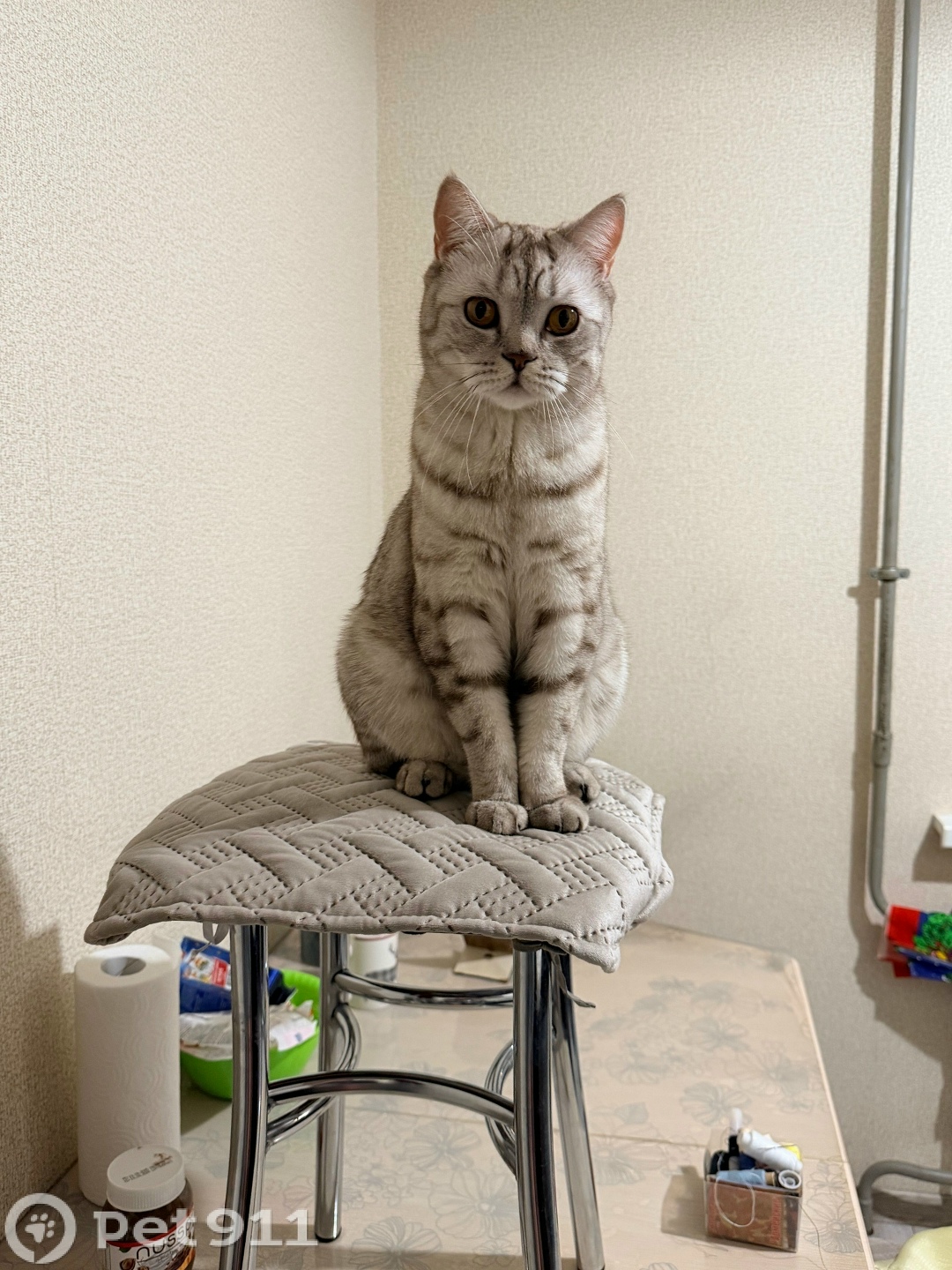 Пропала кошка в Петрозаводске — фото объявления