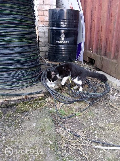 Найдена кошка в Петрозаводске — фото объявления