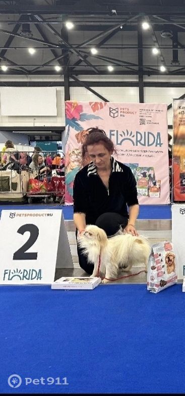 Пропала собака в Петрозаводске — фото объявления