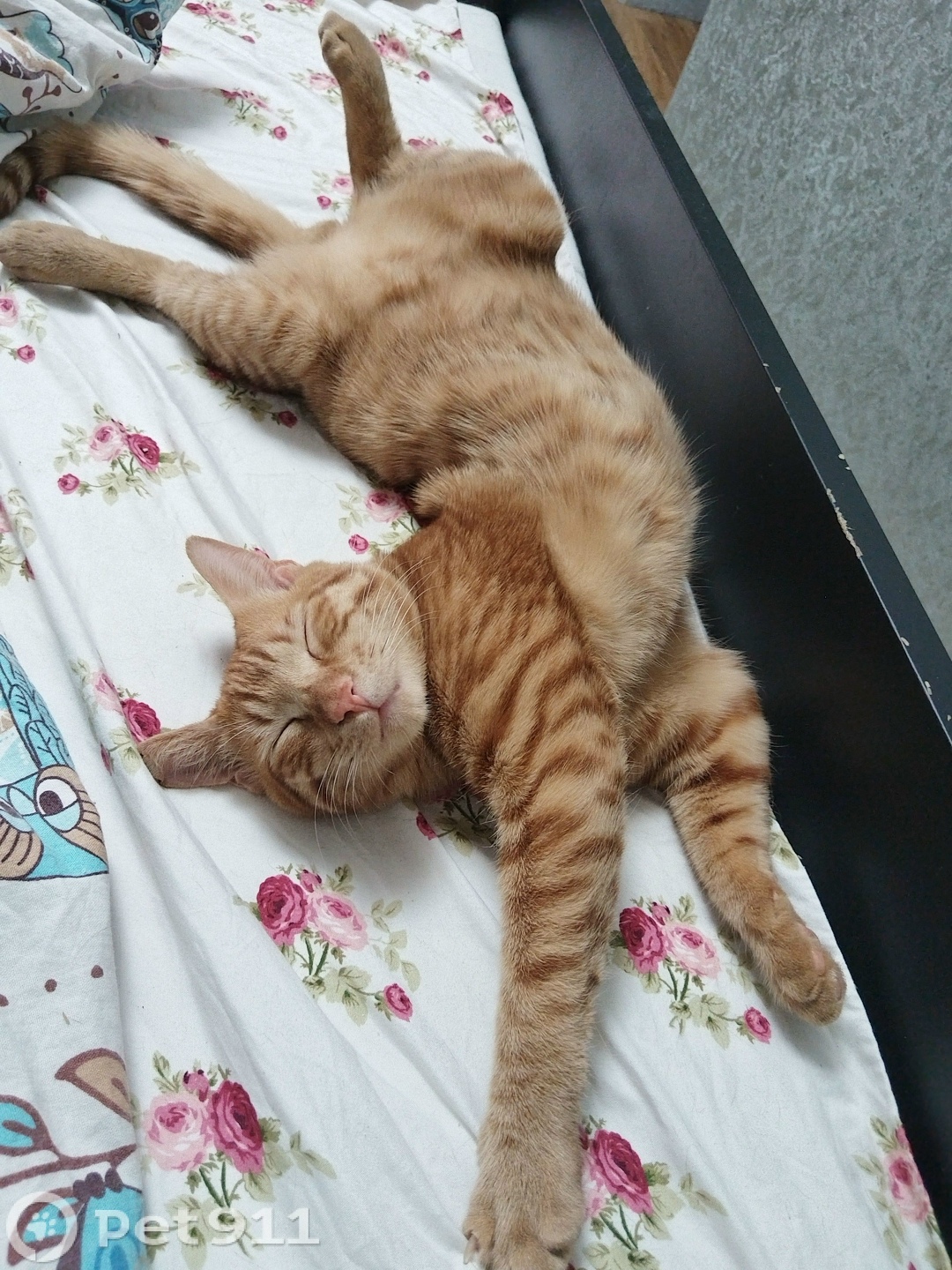 Пропала собака в Петрозаводске — фото объявления