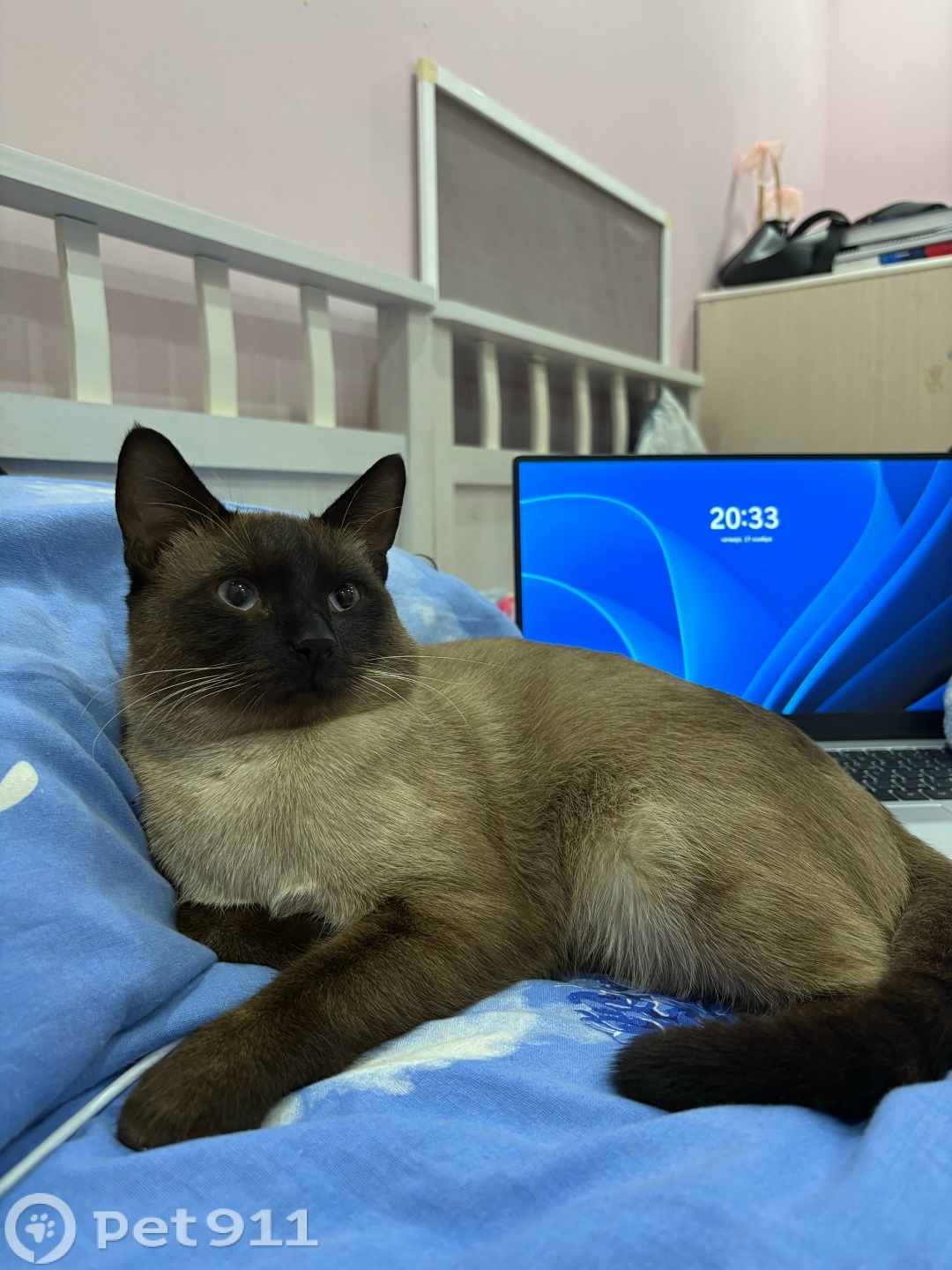 Пропала кошка в Петрозаводске — фото объявления