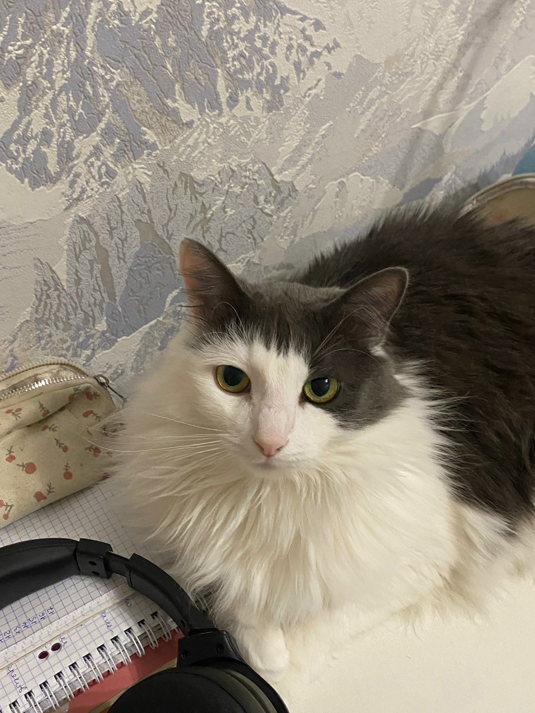 Пропала кошка в Петрозаводске — фото объявления