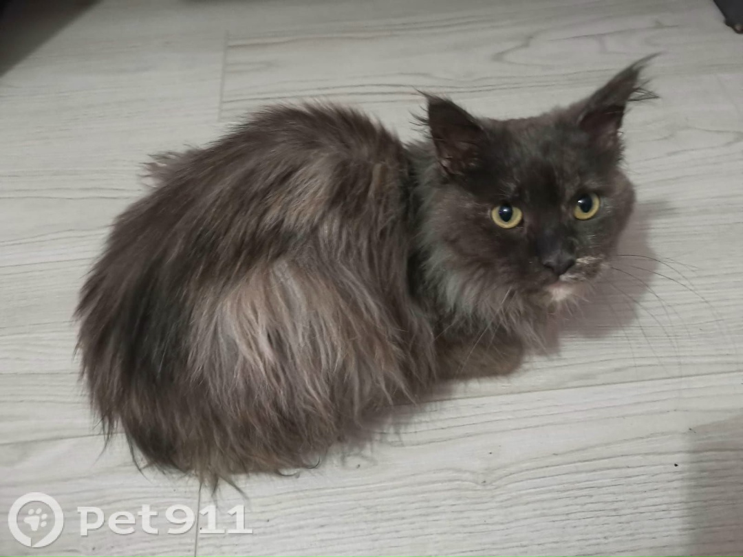 Найдена кошка в Петрозаводске — фото объявления