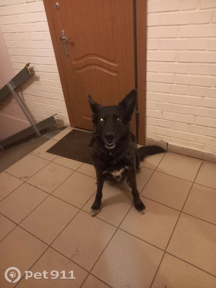 Найдена собака в Петрозаводске — фото объявления