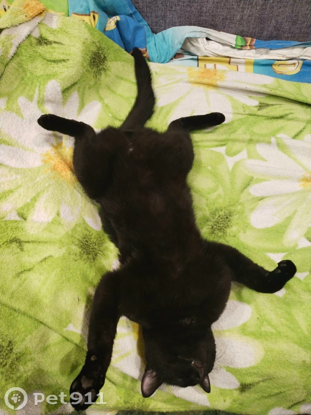 Пропала кошка в Петрозаводске — фото объявления