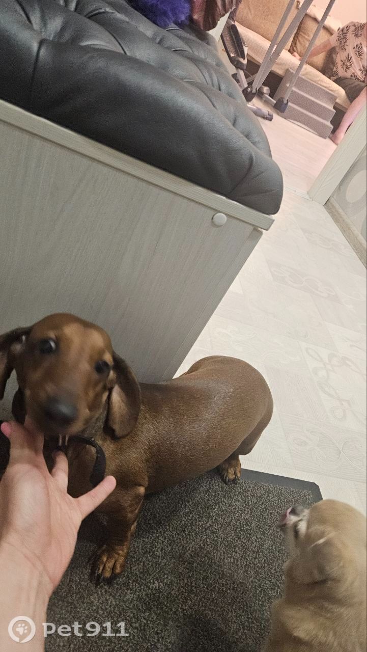 Найдена собака в Петрозаводске — фото объявления