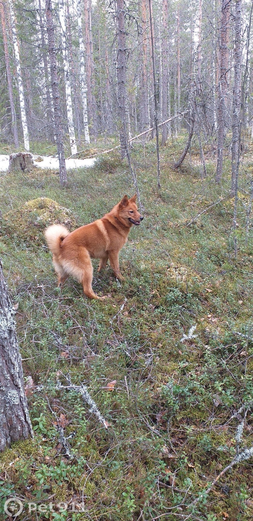Пропала собака в Петрозаводске — фото объявления