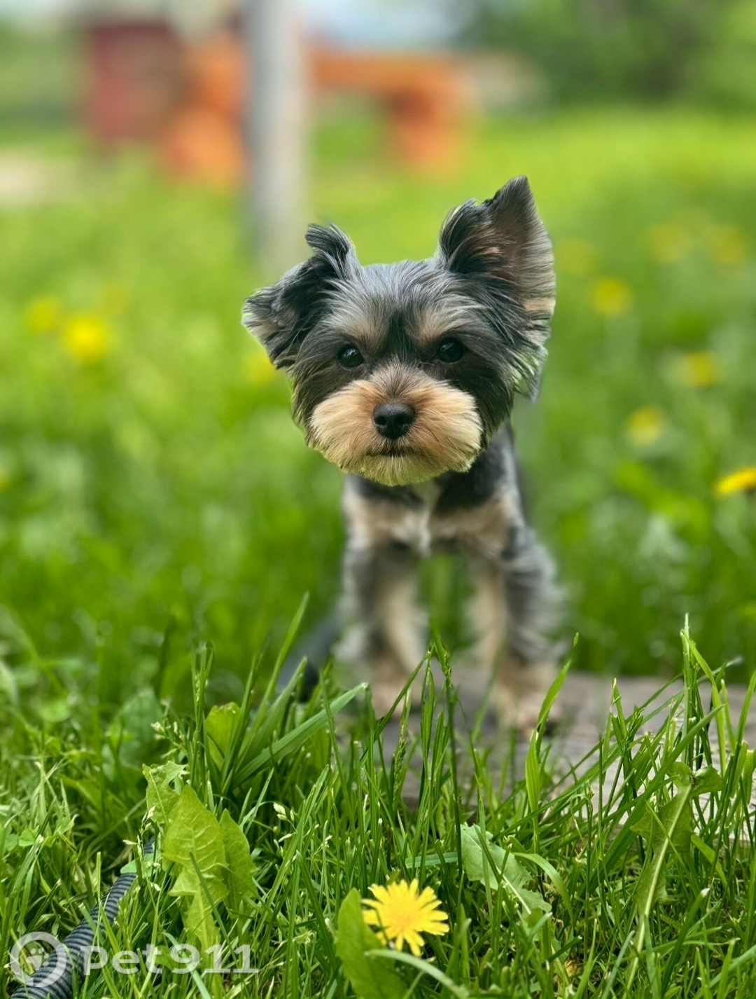 Пропала собака в Петрозаводске — фото объявления