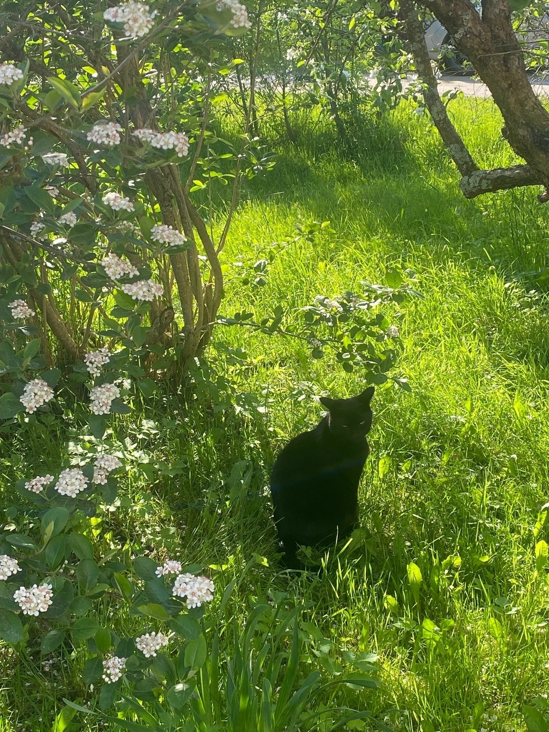 Пропала кошка в Петрозаводске — фото объявления