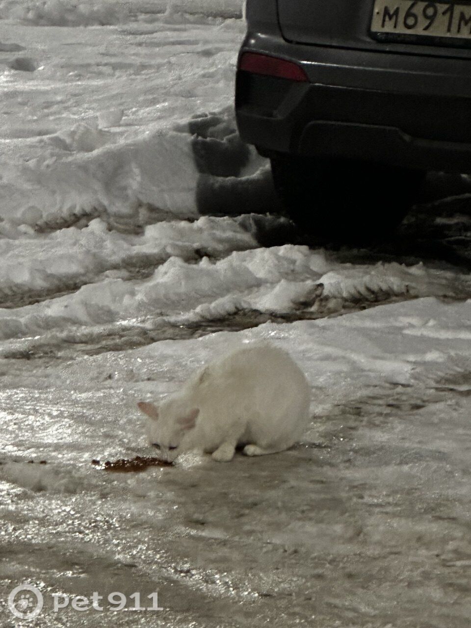 Найдена кошка в Петрозаводске — фото объявления