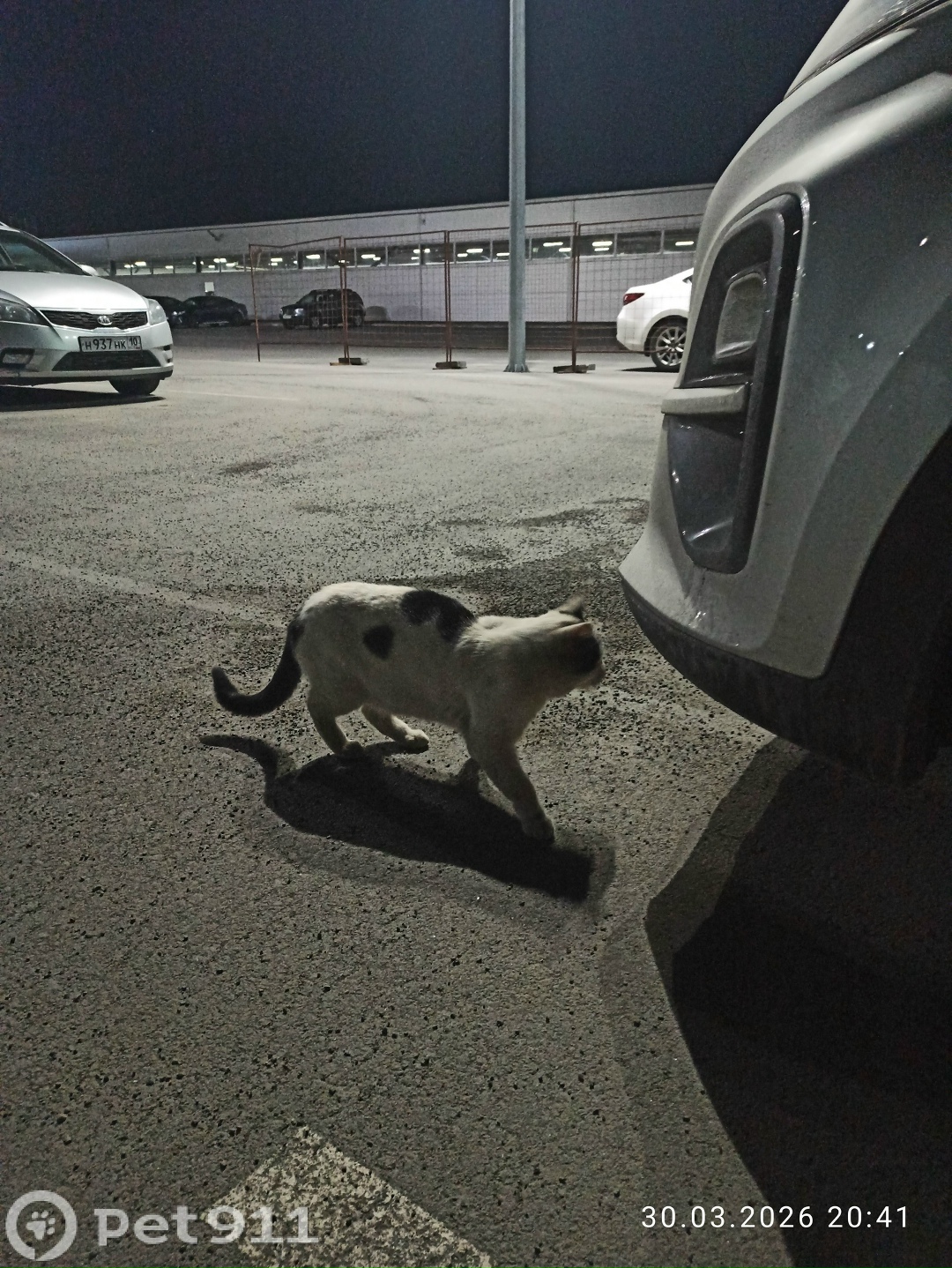 Найдена кошка в Петрозаводске — фото объявления