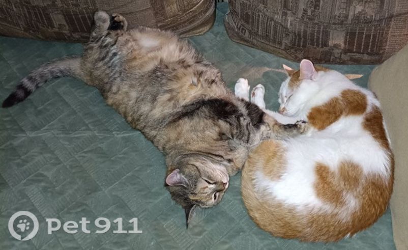 Пропала кошка в Петрозаводске — фото объявления