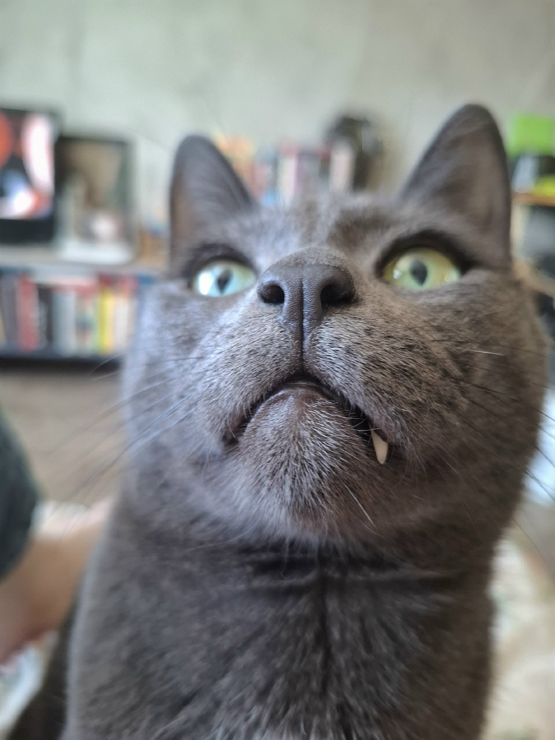 Пропала кошка в Петрозаводске — фото объявления