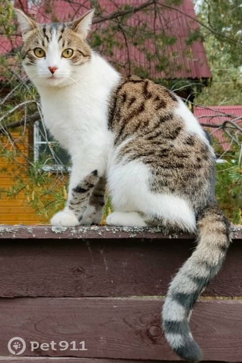 Пропала кошка в Петрозаводске — фото объявления