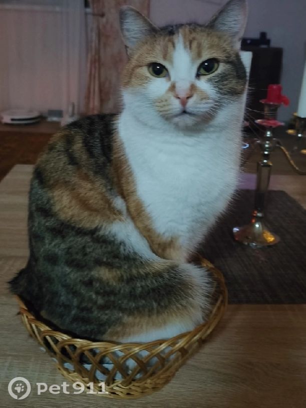 Пропала кошка в Петрозаводске — фото объявления