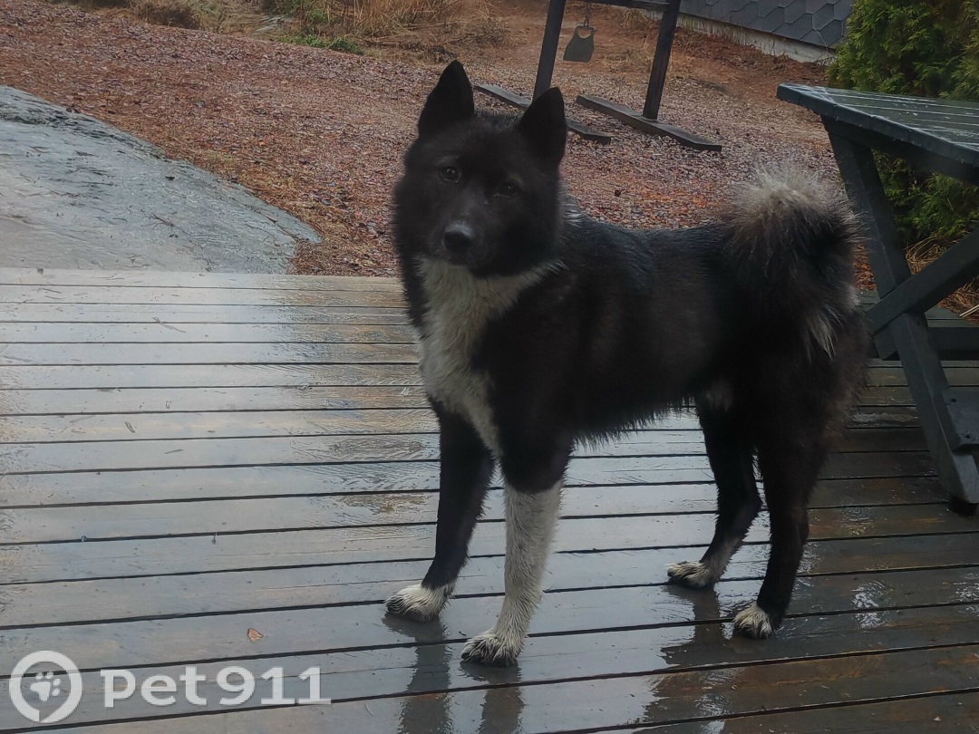 Найдена собака в Петрозаводске — фото объявления