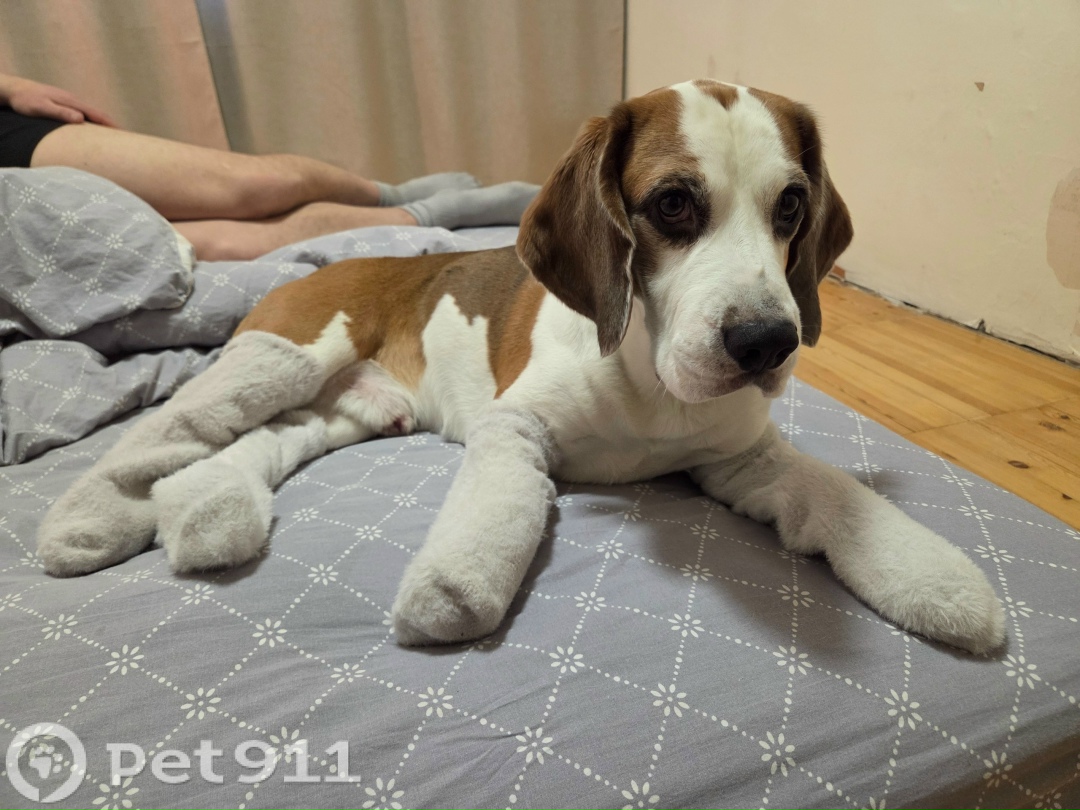 Пропала собака в Петрозаводске — фото объявления