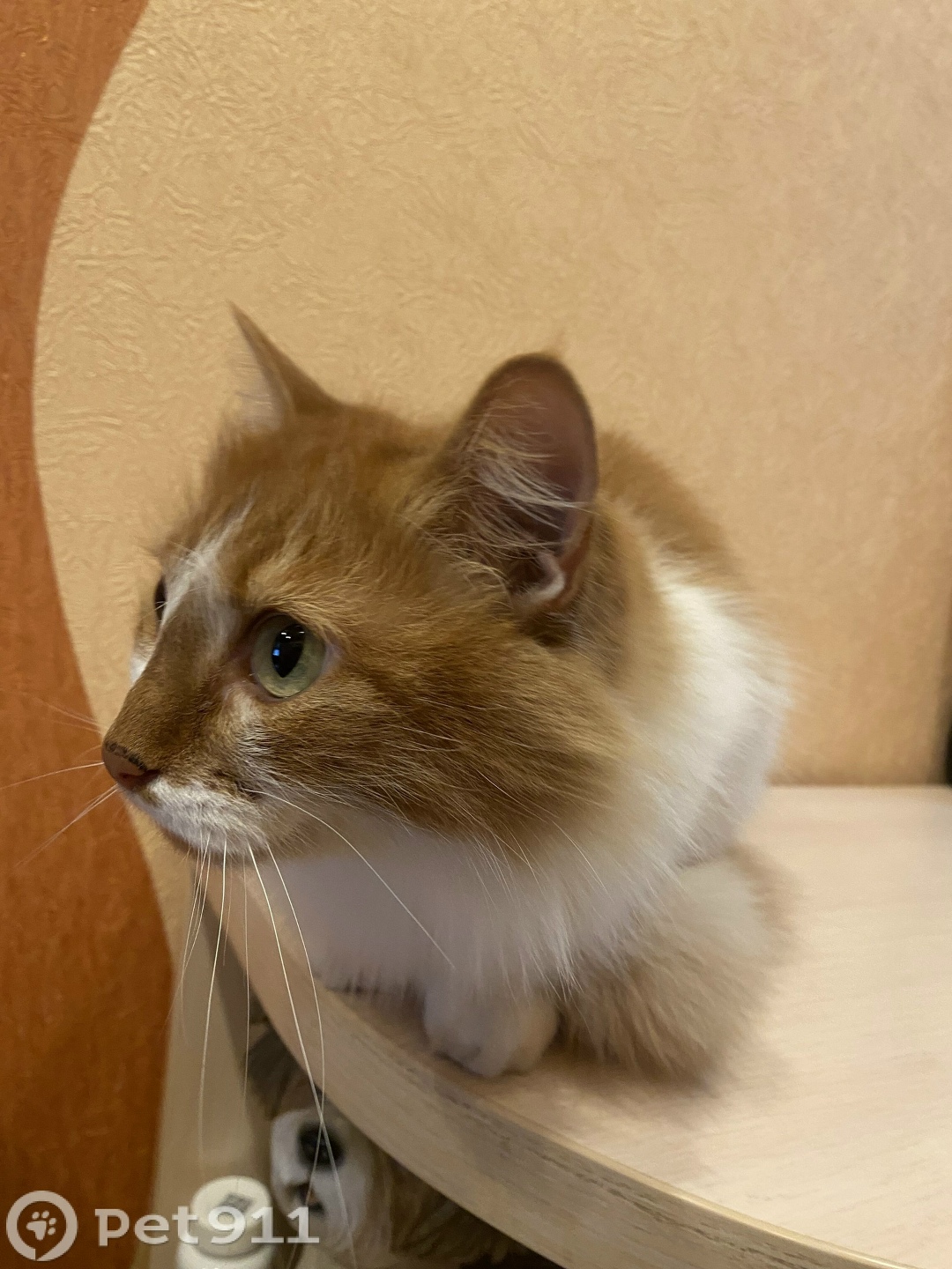 Найдена кошка в Петрозаводске — фото объявления