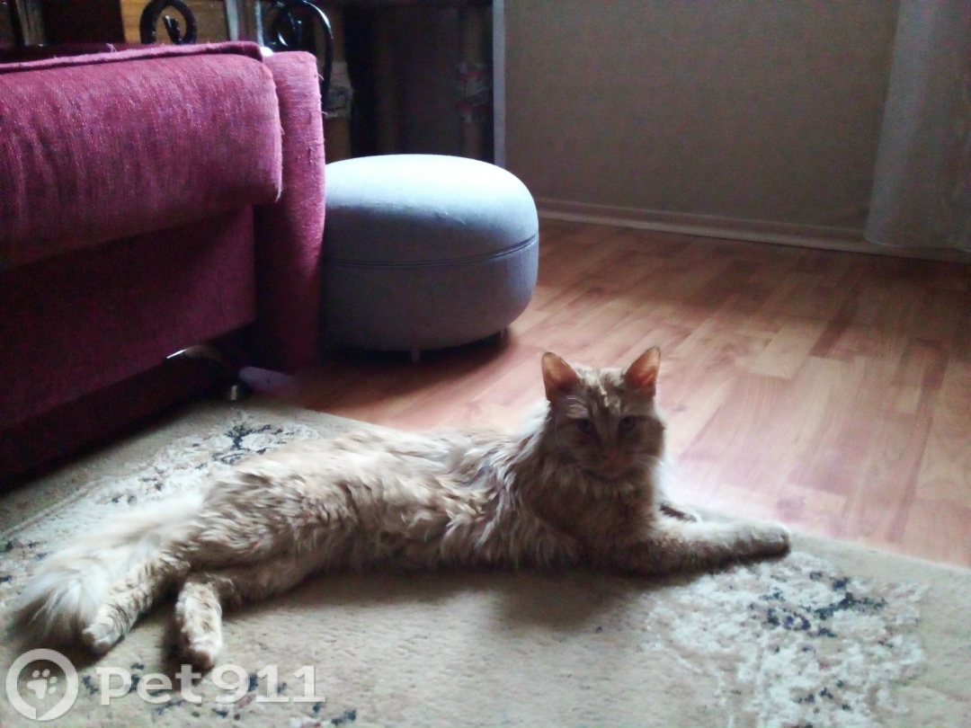 Найдена кошка в Петрозаводске — фото объявления