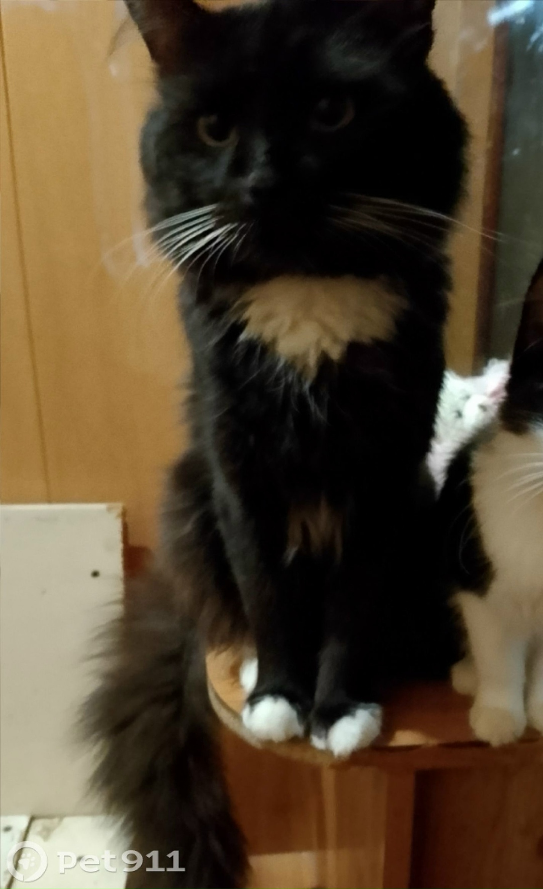 Пропала кошка в Петрозаводске — фото объявления