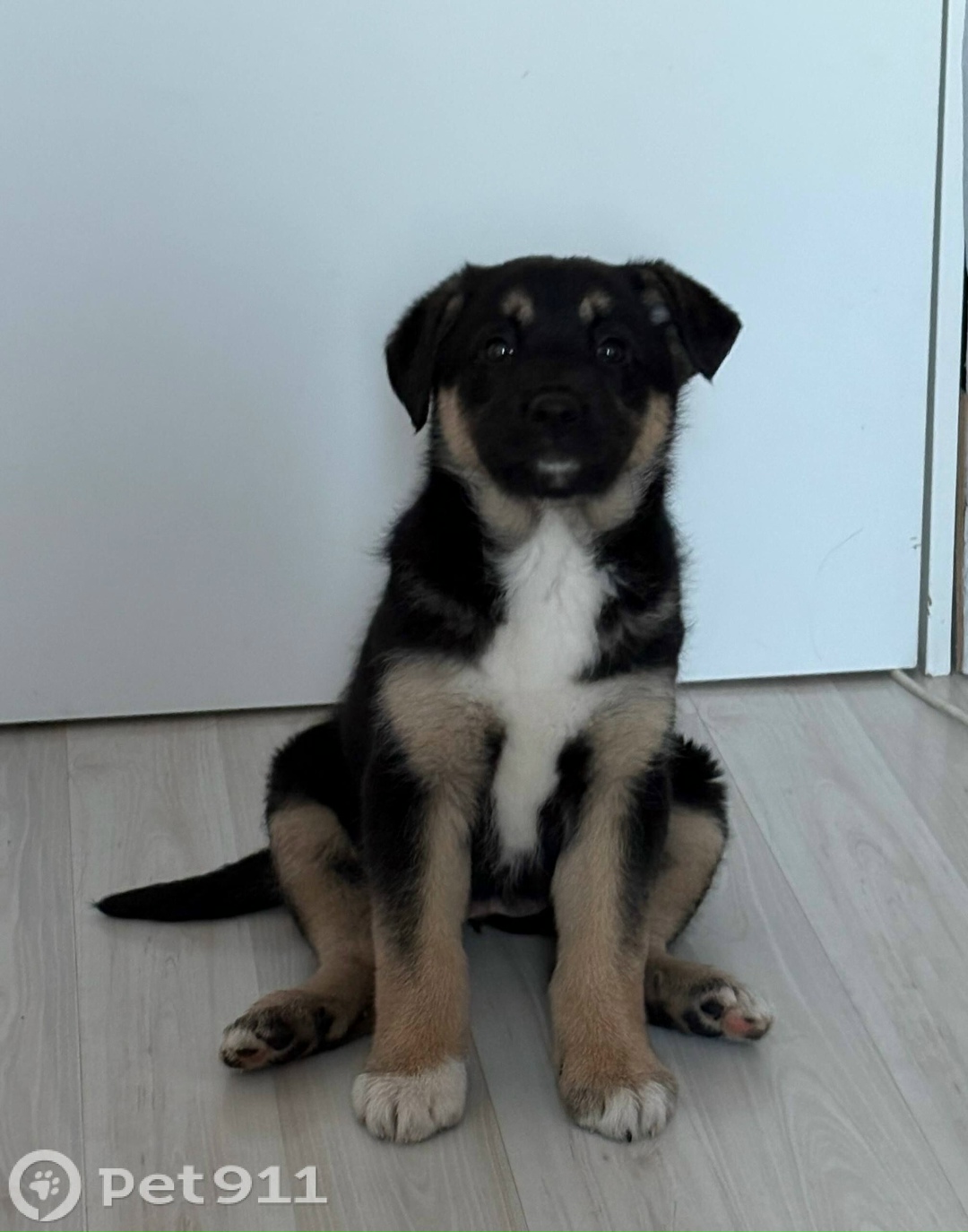 Найдена собака в Петрозаводске — фото объявления