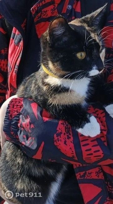 Пропала кошка в Петрозаводске — фото объявления