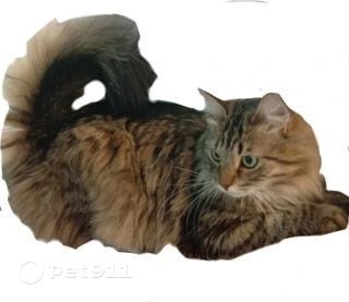 Пропала кошка в Петрозаводске — фото объявления