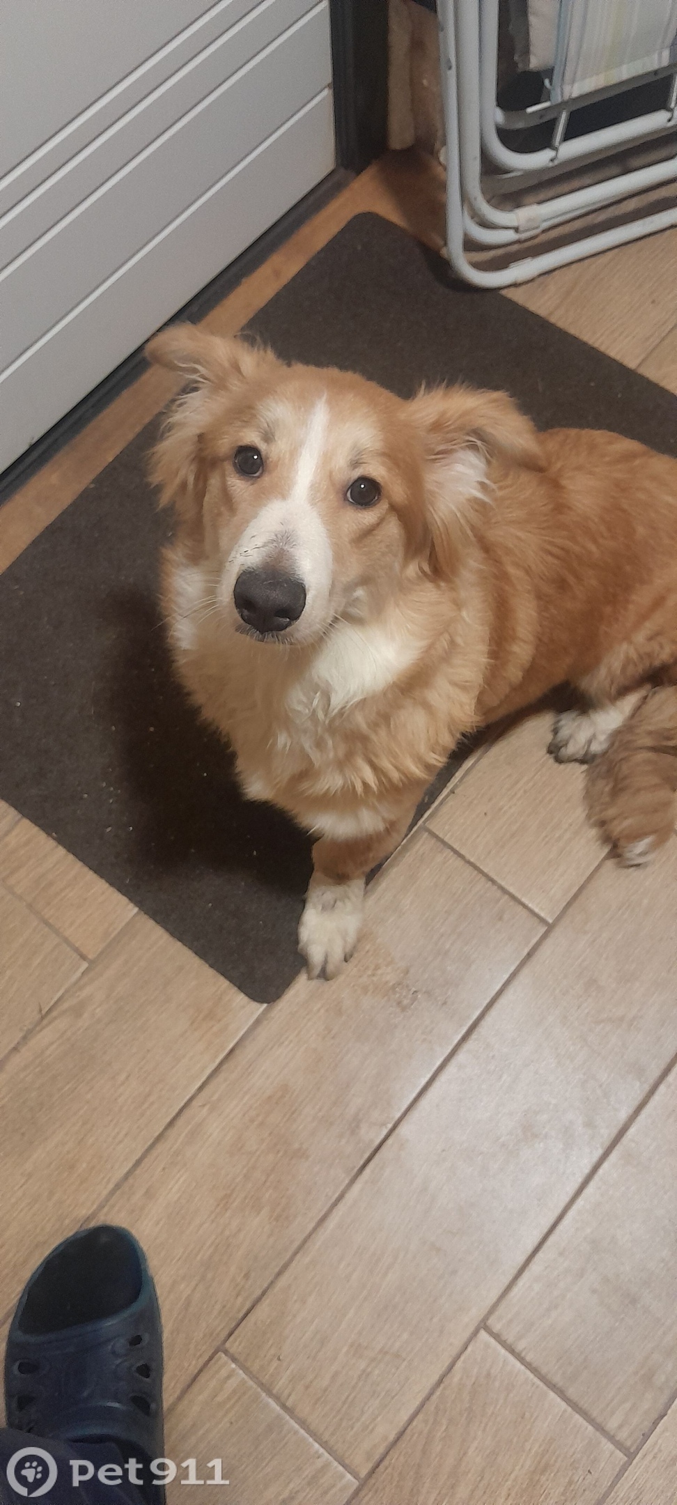 Найдена собака в Петрозаводске — фото объявления