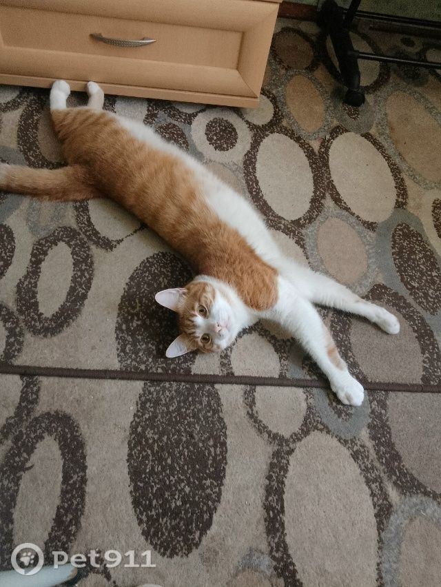 Пропала кошка в Петрозаводске — фото объявления