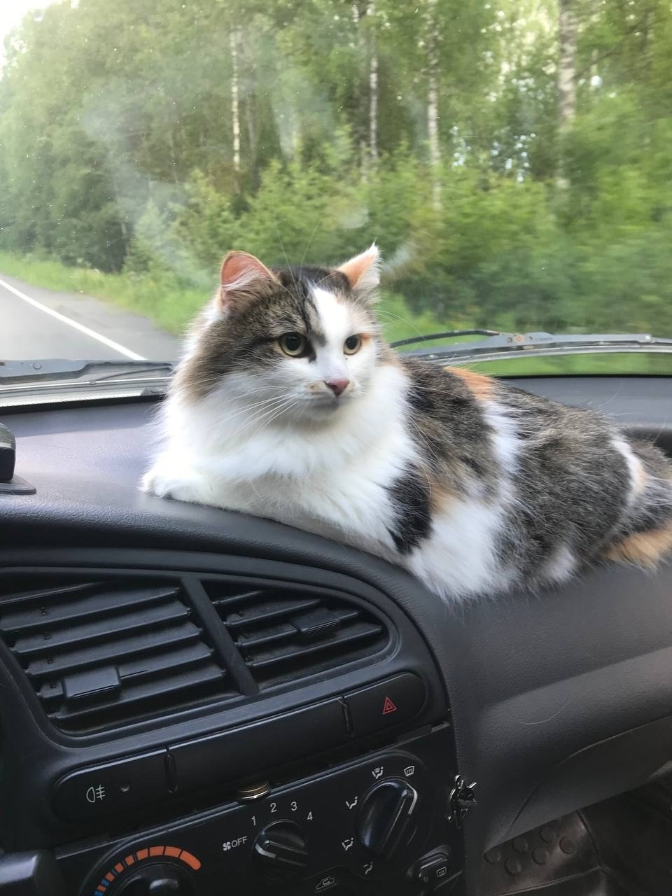 Пропала кошка в Петрозаводске — фото объявления