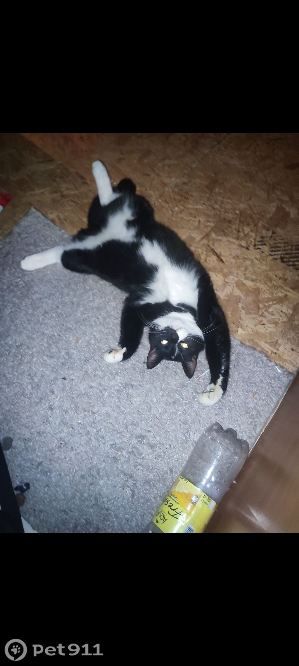 Пропала кошка в Петрозаводске — фото объявления