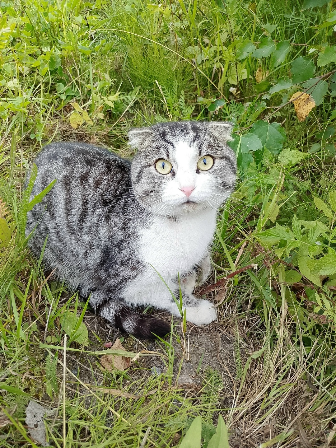 Пропала кошка в Петрозаводске — фото объявления